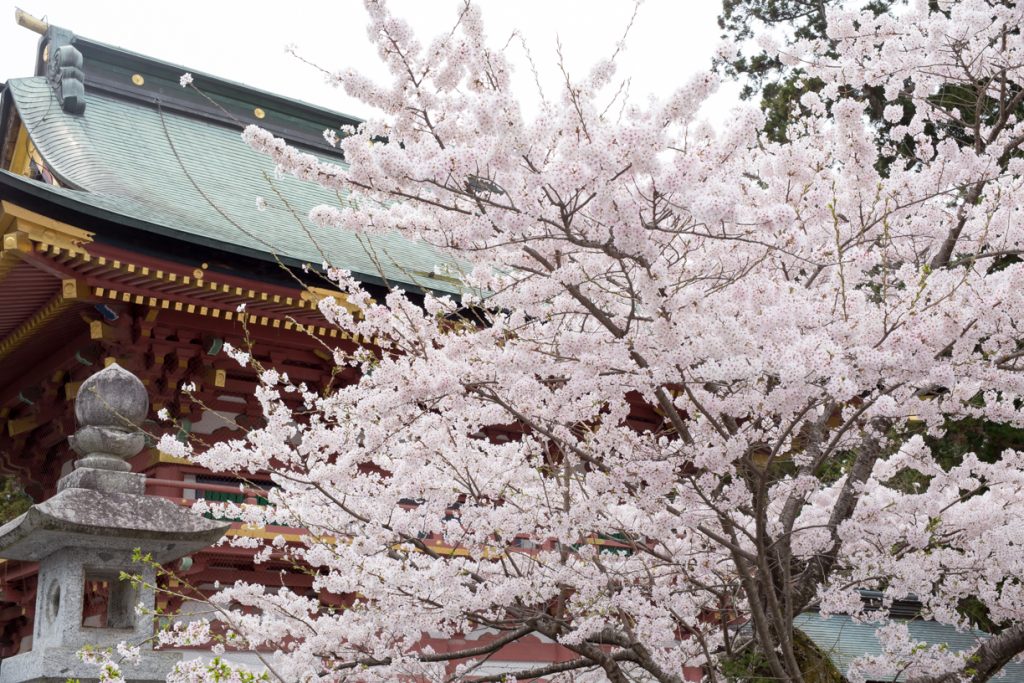 塩竈神社でお宮参り 厄払いしてきた 桜がとても綺麗な4月がおすすめ ぽまいく